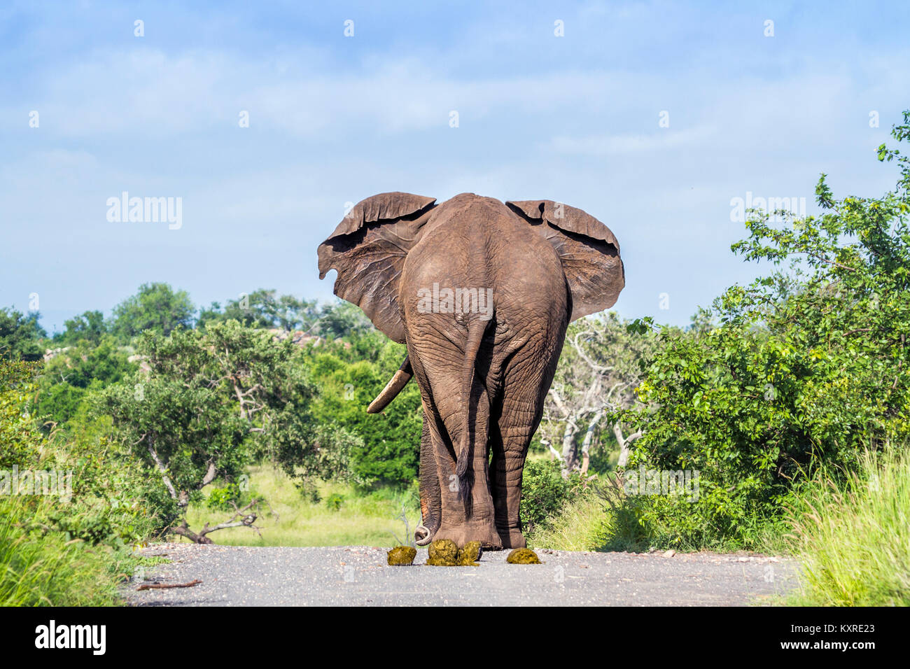 Bush de l'Afrique de l'éléphant au parc national Kruger, Afrique du Sud ; espèce de la famille des Elephantidae Loxodonta africana Banque D'Images