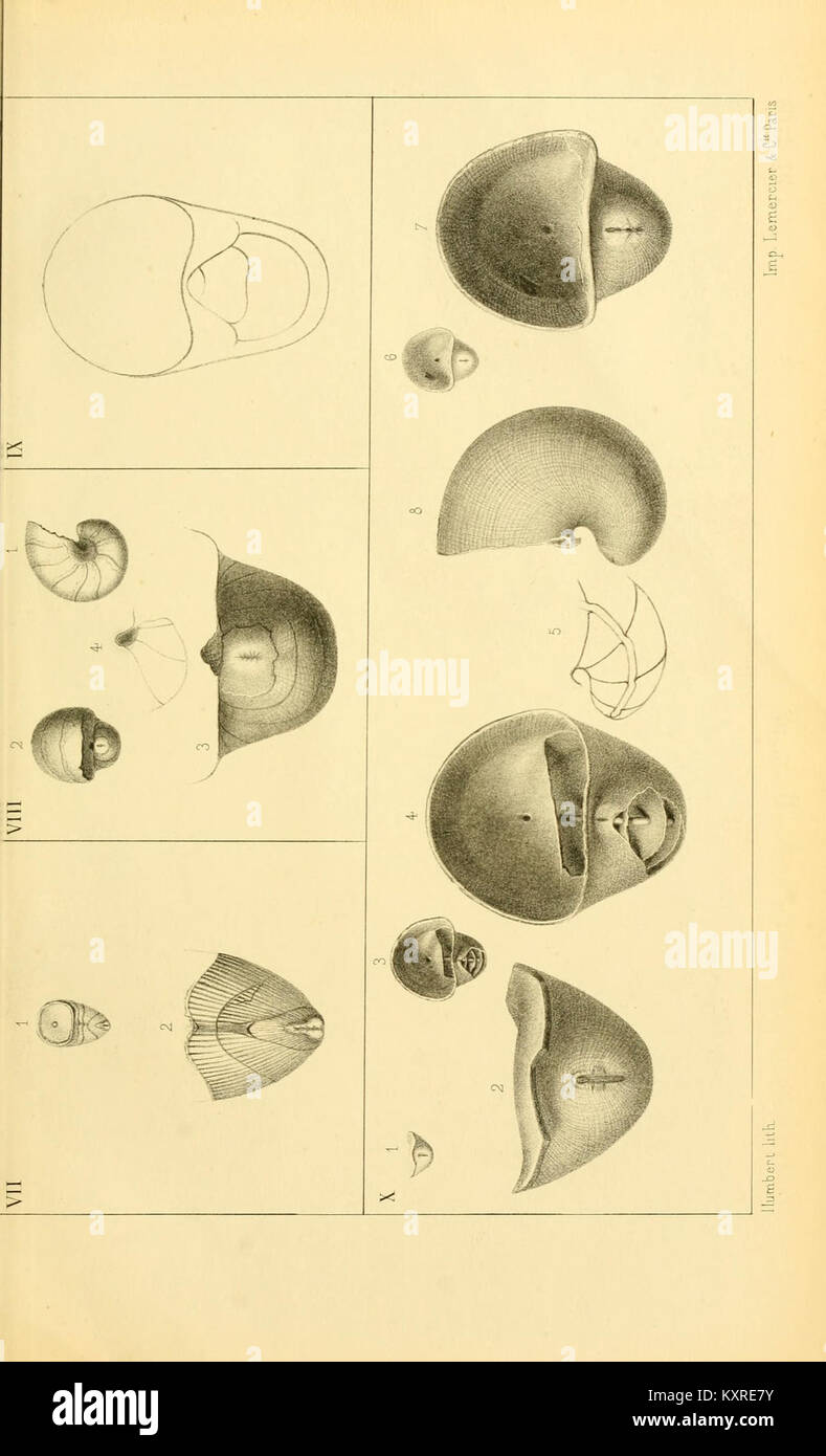 Étude scientifique examinant les caractéristiques générales des céphalopodes, une classe de mollusques marins qui comprend des pieuvres, des calmars et des seiches. Le travail analyse leur anatomie, leur comportement et leurs adaptations écologiques dans les milieux marins. Banque D'Images