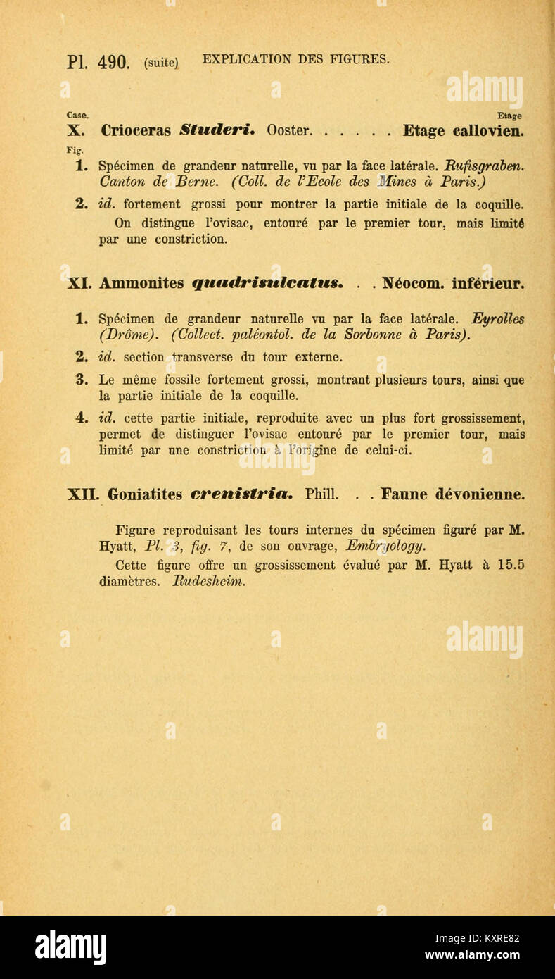 Illustration tirée d'une étude générale des céphalopodes, montrant les caractéristiques anatomiques, la diversité des espèces et la classification scientifique du groupe de mollusques. Banque D'Images