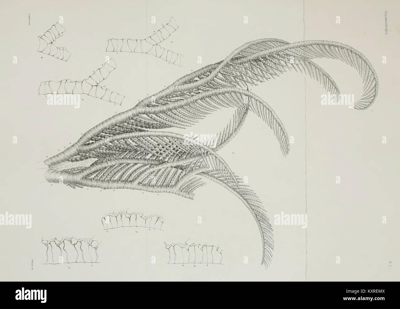 Illustration scientifique tirée d'un travail paléontologique représentant 'Calamocrinus diomed', une espèce éteinte de crinoïde, avec des caractéristiques anatomiques détaillées. Banque D'Images