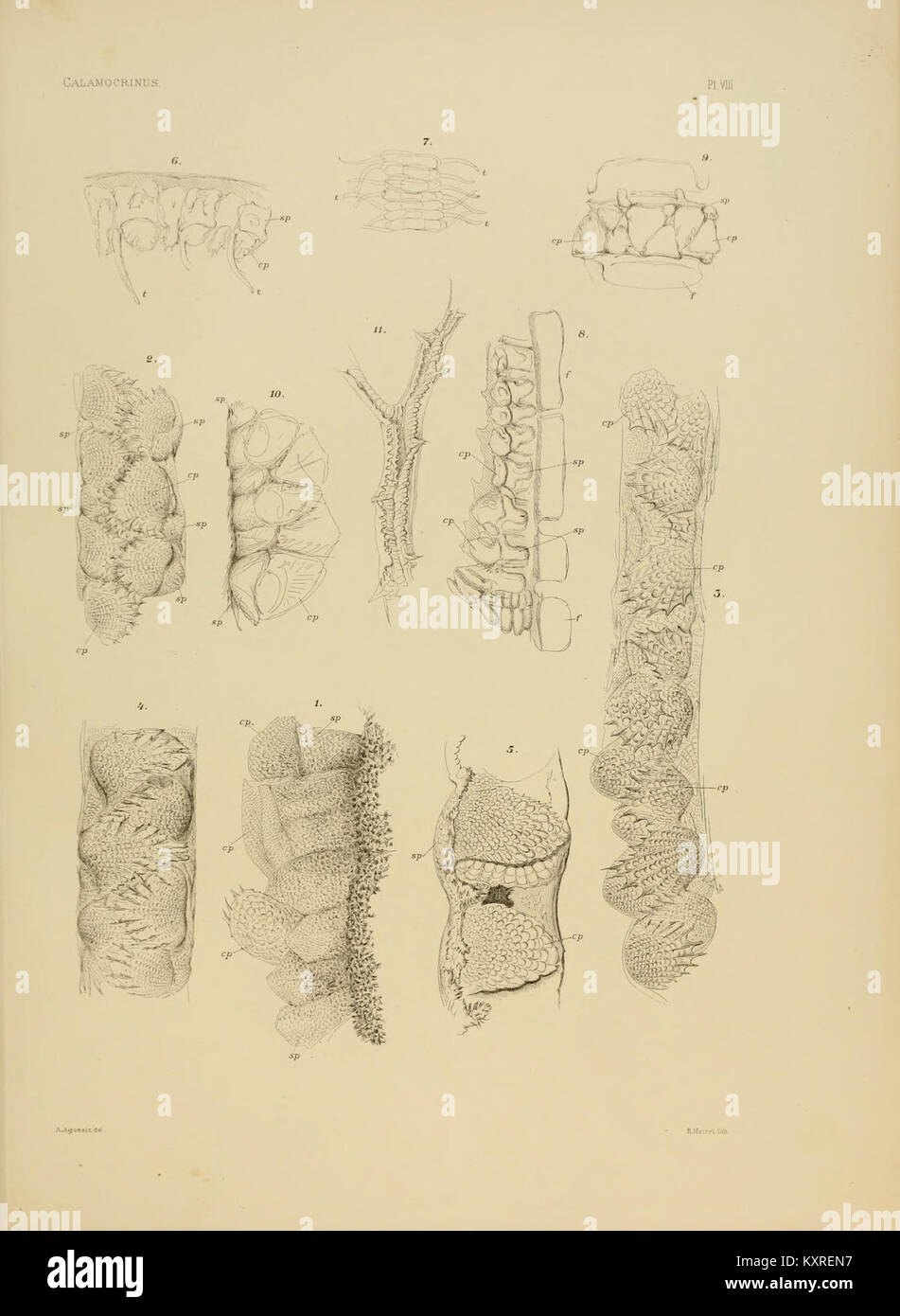 Une illustration de Calamocrinus diomed, une espèce de crinoïde éteint d'après les données géologiques. Cette image offre une représentation scientifique de l'espèce pour l'étude paléontologique. Banque D'Images