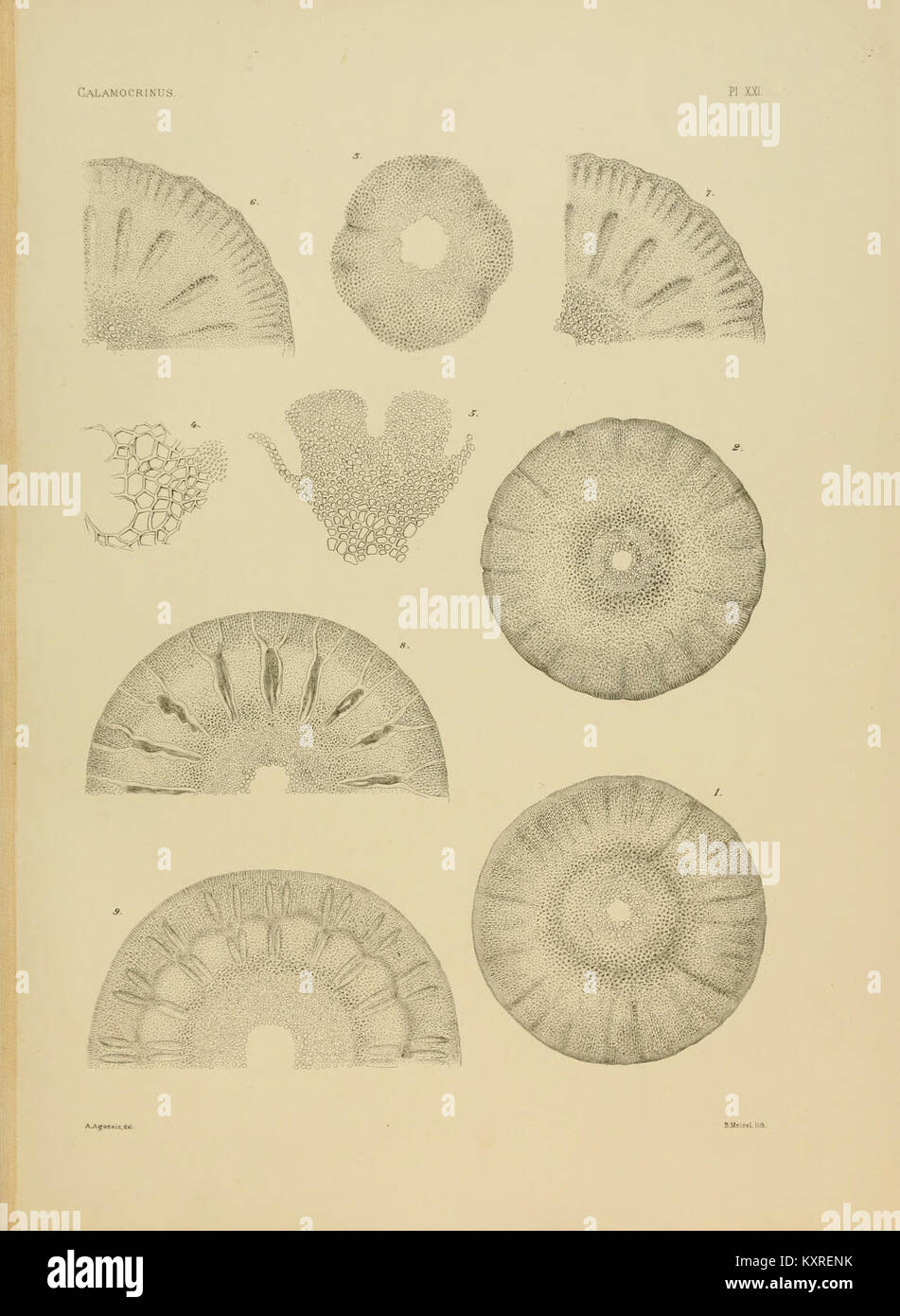 Ceci est une illustration de l'espèce fossile Calamocrinus diomed, présentée dans la planche XXI d'une référence paléontologique. L'espèce fait partie de la famille des crinoïdes. Banque D'Images