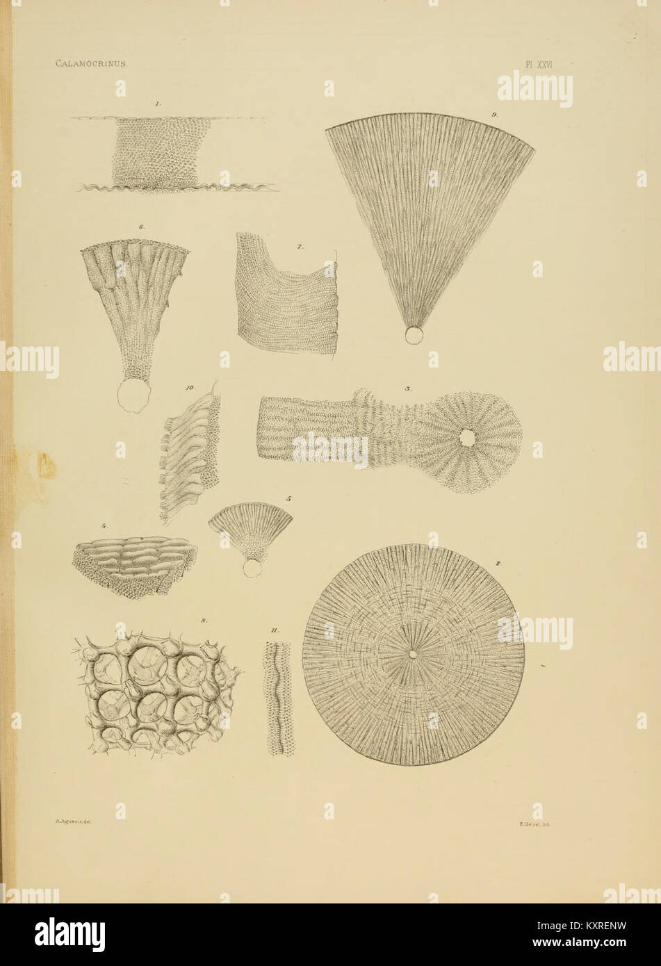 'Calamocrinus diomed' fait référence à une espèce de crinoïde éteint des fossiles. La plaque (XXVI) représente probablement cet organisme marin, illustrant sa structure et son rôle dans les études paléontologiques. Banque D'Images
