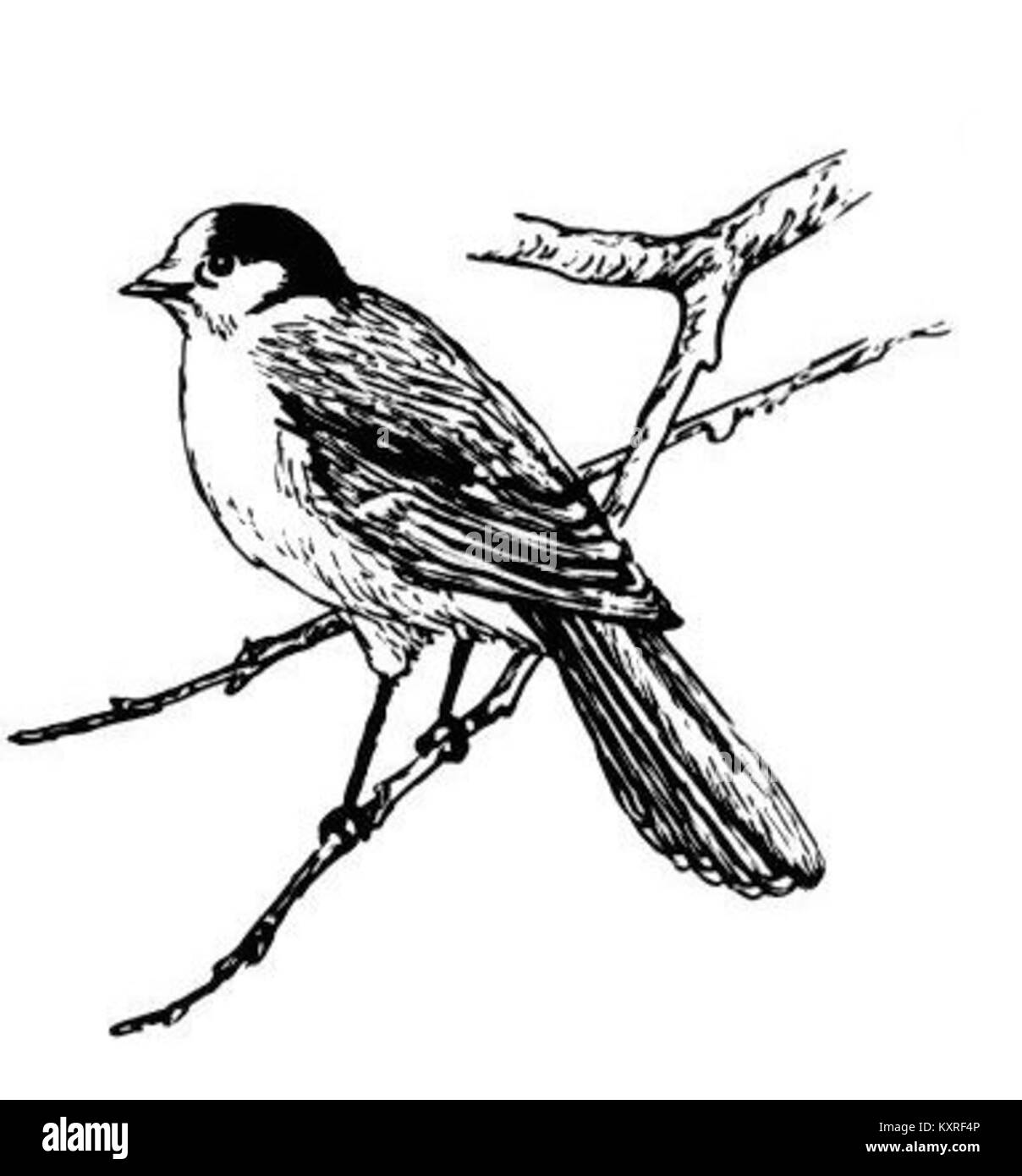 Le Jay du Canada, une espèce d'oiseau que l'on trouve partout au Canada, est connu pour son adaptabilité et son comportement unique. Il est souvent associé aux forêts du nord et à la faune de la région. Banque D'Images