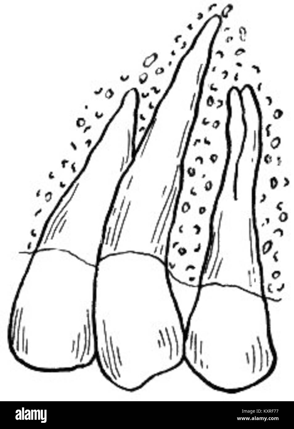 Image d'archives représentant un chien, montrant les caractéristiques physiques typiques des chiens domestiques, utilisée à des fins éducatives ou scientifiques. Banque D'Images