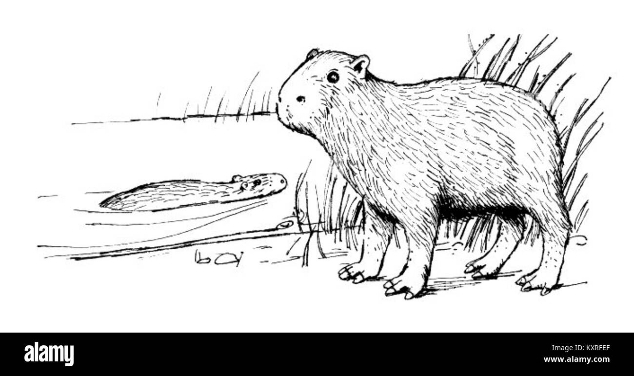 Le capybara est la plus grande espèce de rongeurs au monde, originaire d'Amérique du Sud. Connue pour sa nature sociale, elle habite les forêts et les zones humides à travers le continent. Banque D'Images