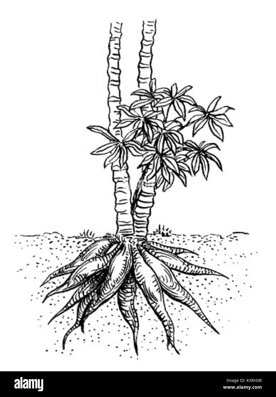 Le manioc est une plante racinaire tropicale connue pour sa forte teneur en amidon. C'est un aliment de base majeur dans de nombreuses régions d'Afrique, d'Asie et d'Amérique du Sud, et est utilisé pour produire de la farine, du tapioca et d'autres produits. Banque D'Images