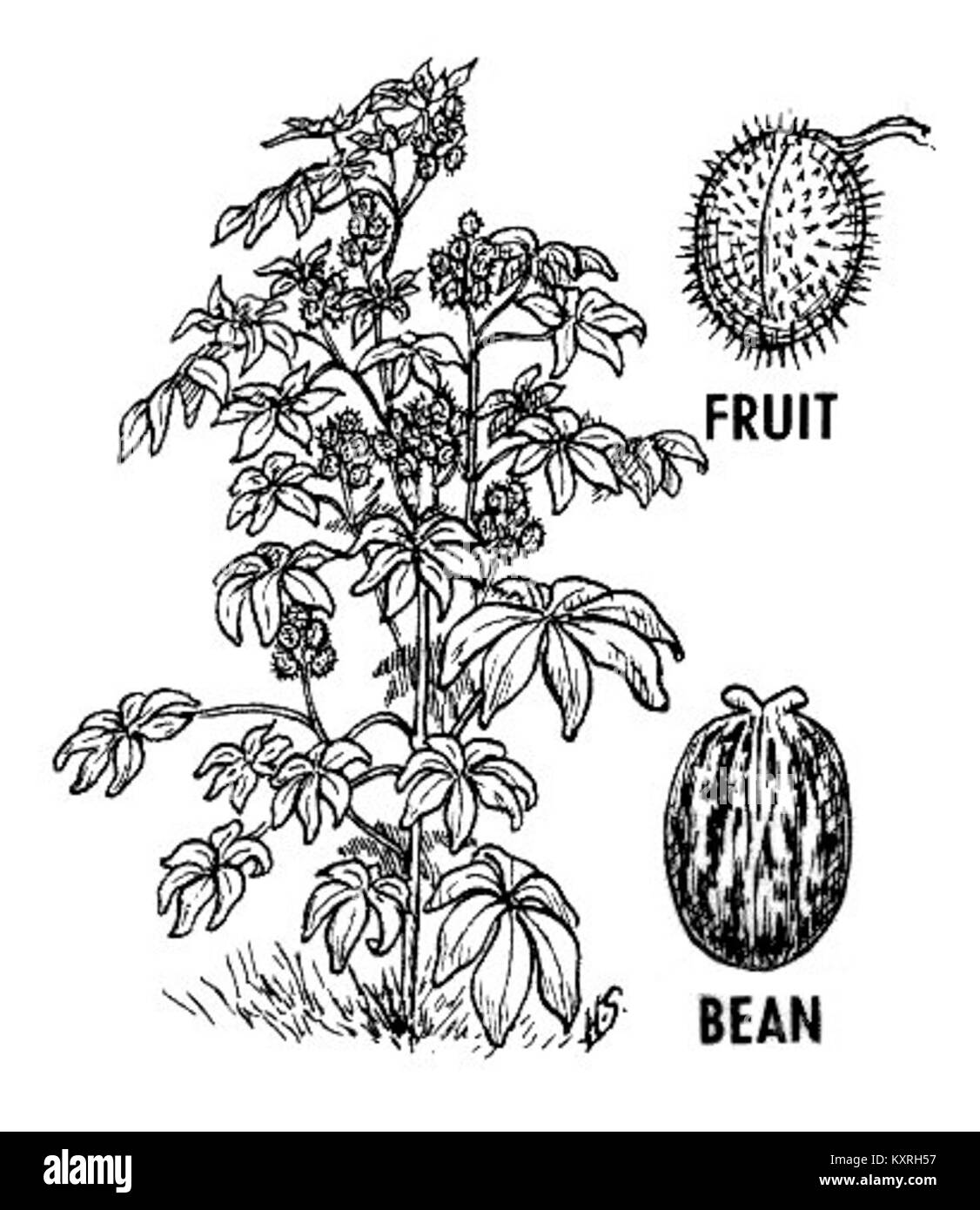 Ricin Plante (PSF) Banque D'Images