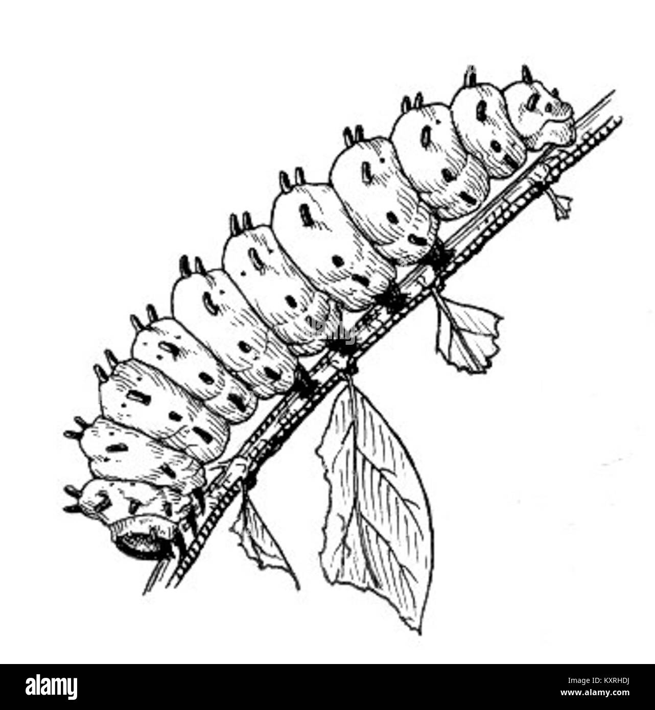 Une chenille représente le stade larvaire des papillons et des mites, essentiel dans la métamorphose et les écosystèmes comme herbivore qui soutient les chaînes alimentaires et la biodiversité. Banque D'Images