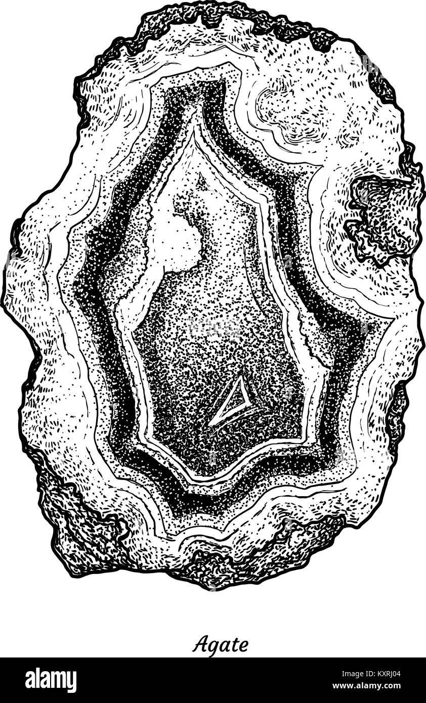 L'agate illustration, dessin, gravure, encre, dessin au trait, vector ...