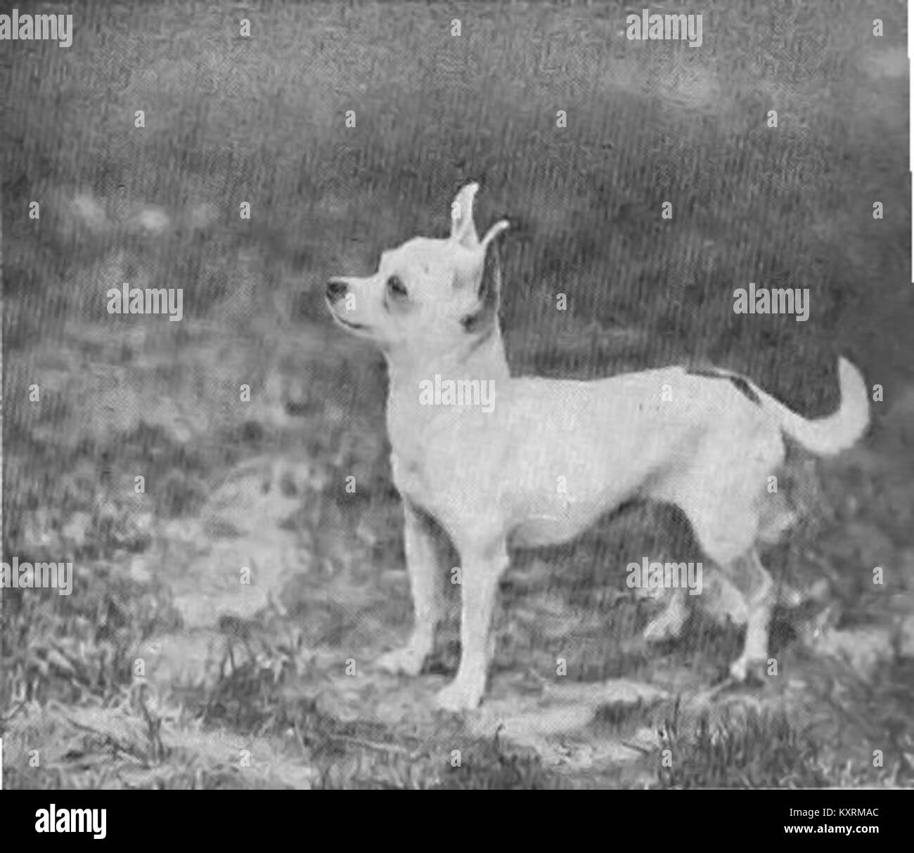 Le chihuahua est une petite race de chien mexicain connue pour sa taille compacte, ses grands yeux, ses oreilles droites et son tempérament alerte, ce qui en fait un animal de compagnie populaire dans le monde entier. Banque D'Images