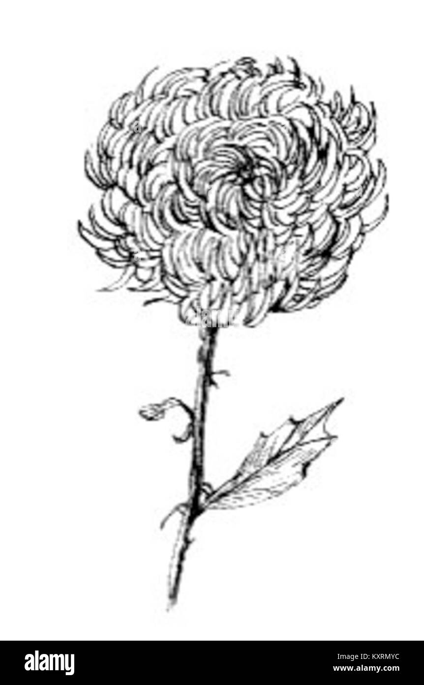 Une étude ciblée de la fleur de chrysanthème, avec une référence spécifique à sa présentation au format PSF, mettant l'accent sur la structure et les qualités esthétiques de la fleur. Banque D'Images