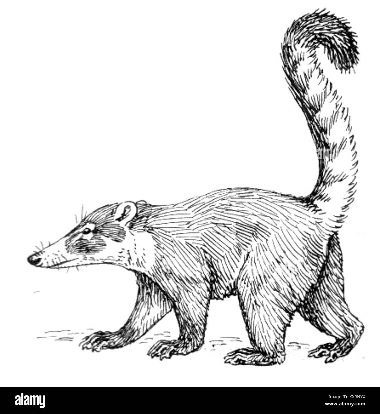 Coati (PSF) Banque D'Images