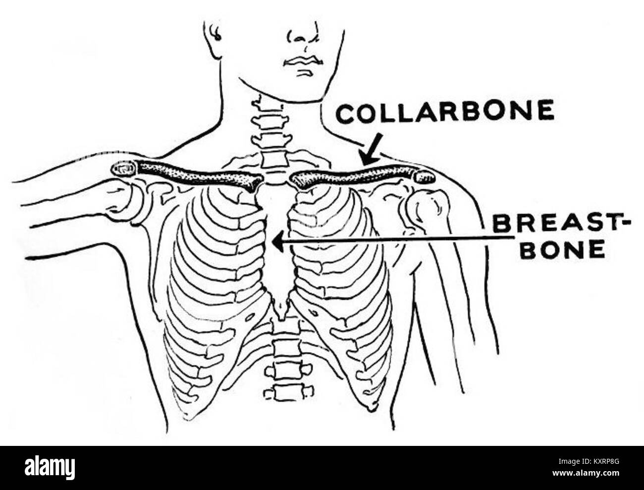 Cette image montre une illustration médicale de la clavicule humaine, également connue sous le nom de clavicule, en se concentrant sur sa structure et ses détails anatomiques. Banque D'Images