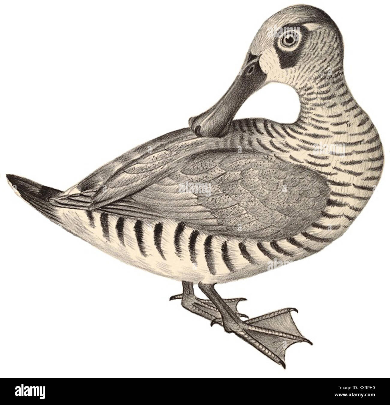 Planche 77 du 'Companion to Gould's Handbook' représentant des oiseaux australiens, illustrant l'identification des espèces et l'étude ornithologique. Banque D'Images