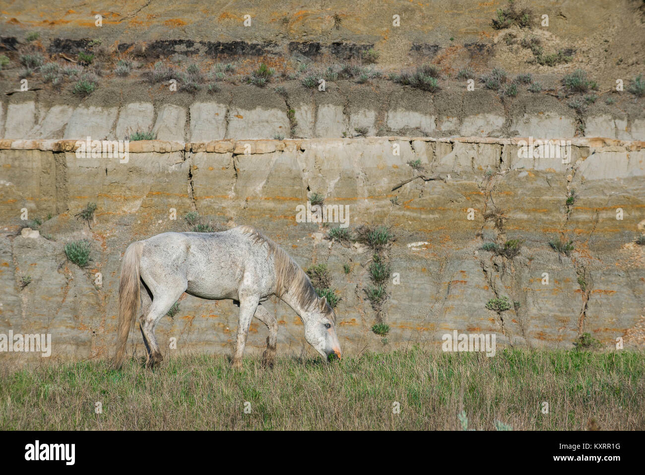 Le pâturage de chevaux sauvages, Theodore Roosevelt NP, N.Dakota, USA, par Bruce Montagne/Dembinsky Assoc Photo Banque D'Images