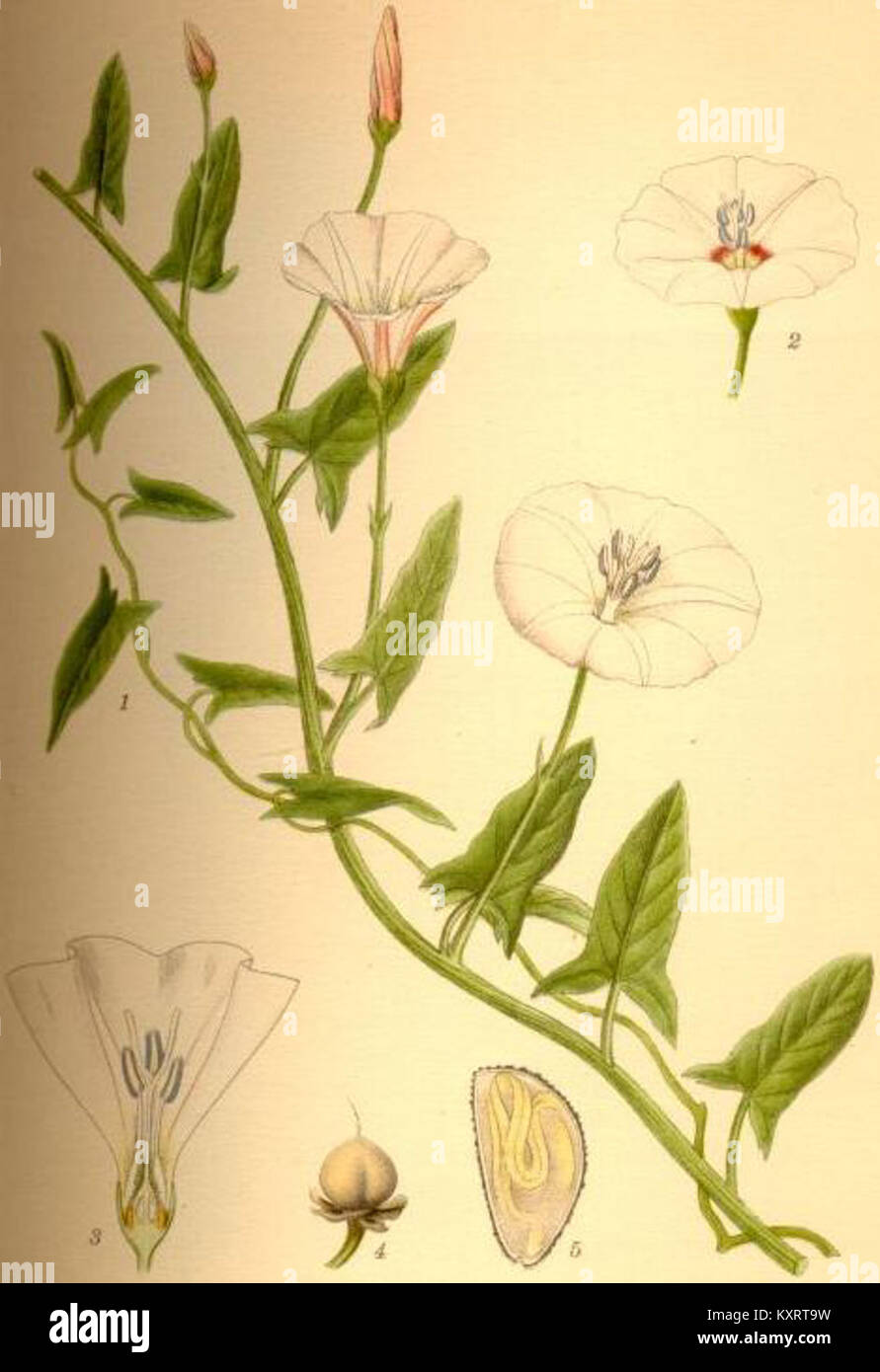 Convolvulus arvensis est une vigne vivace herbacée à feuilles persistantes originaire d'Europe et d'Asie tempérée, avec des feuilles en forme de flèche et des fleurs en forme d'entonnoir blanc à rose pâle ; ses rhizomes profonds et ses tiges jumelées lui permettent de se propager agressivement dans les sols cultivés et perturbés. Banque D'Images