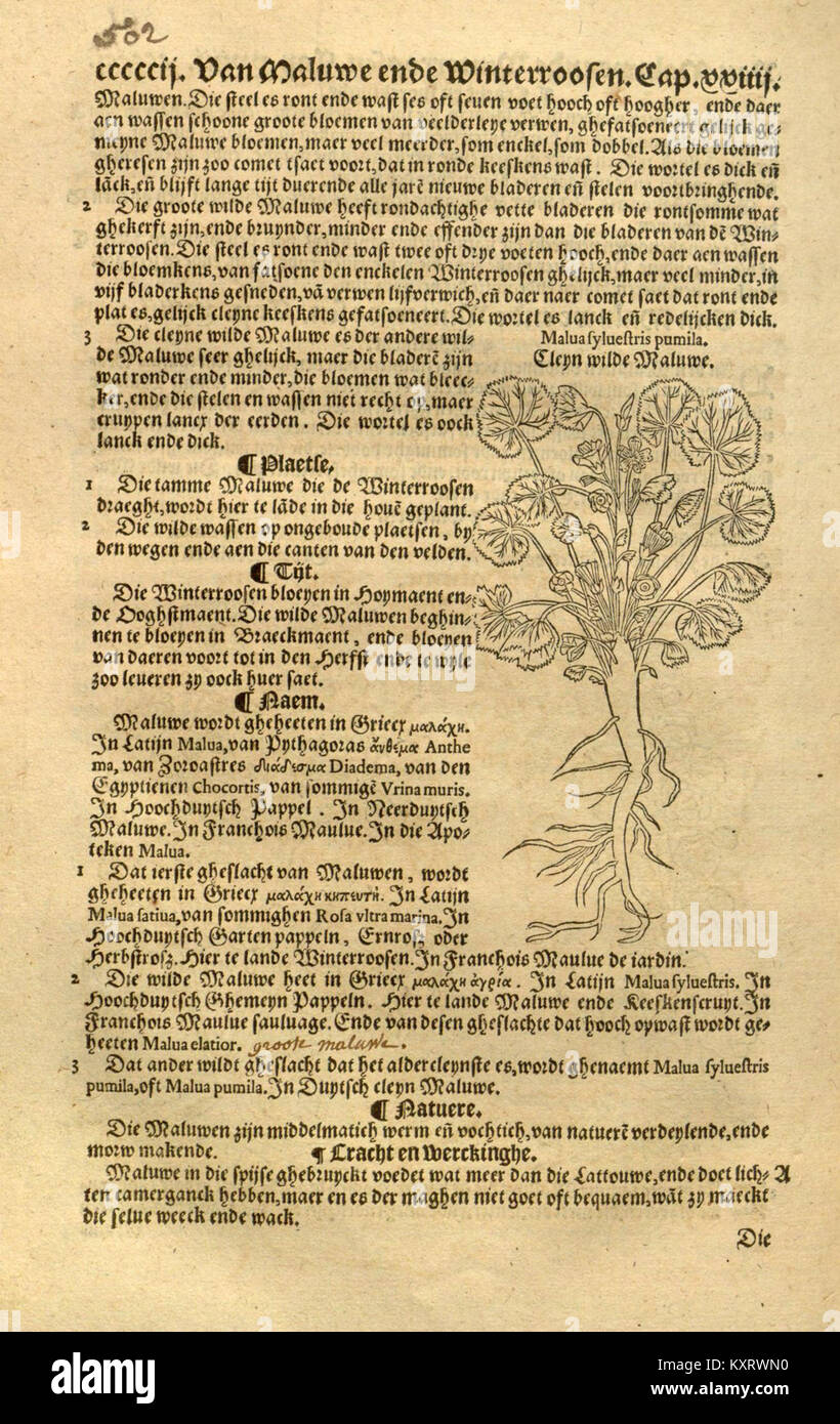 Cru de boeck est un terme utilisé dans le contexte des études botaniques, faisant probablement référence à une espèce ou un genre catalogué dans une publication scientifique. La référence 'page dii' est liée à des œuvres botaniques dans les archives de la BHL. Banque D'Images