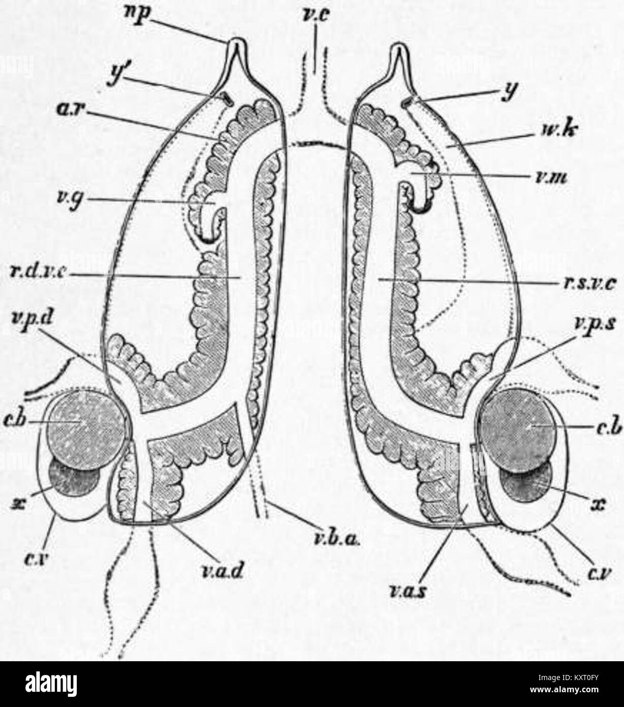 Cette illustration de l'édition 1911 de 'Encyclopaedia Britannica' détaille les sacs néphridiaux de Sepia officinalis, fournissant un aperçu scientifique de l'anatomie de la seiche commune. Banque D'Images