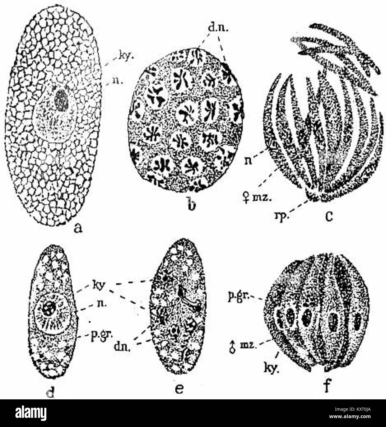 Une illustration de l'Encyclopaedia Britannica de 1911 montrant la schizogonie, un processus de reproduction asexuée chez le parasite protozoaire Adelea ovata, utilisé dans la recherche en parasitologie. Banque D'Images