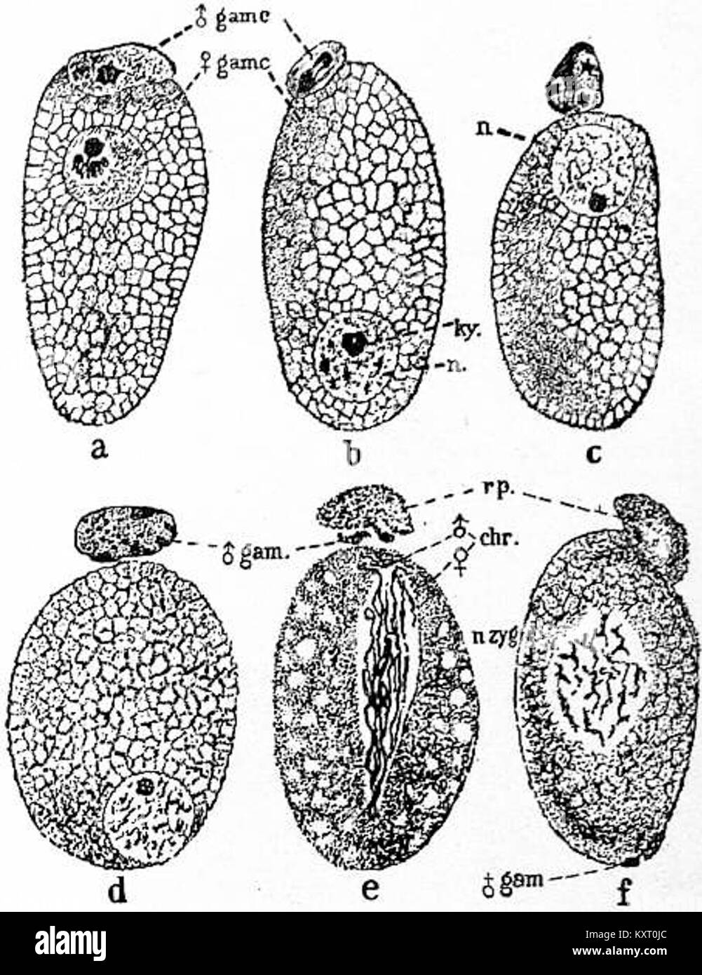 Cette illustration de l'édition 1911 de 'EB' décrit le processus d'association et de conjugaison chez *Adelea ovata*, une espèce de coccidia, mettant en évidence les interactions biologiques clés. Banque D'Images