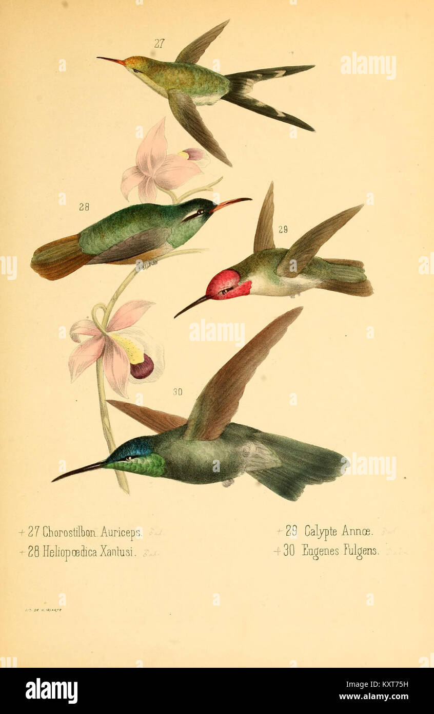Cette étude ornithologique se concentre sur la famille des colibris Trochilidae trouvés au Mexique. Il comprend des illustrations détaillées et des descriptions des espèces, contribuant de manière significative à la compréhension de la biodiversité aviaire dans la région. Banque D'Images