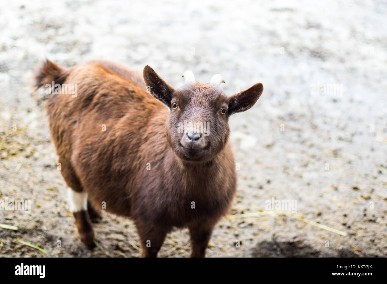 Chevre Souriante Banque D Image Et Photos Alamy