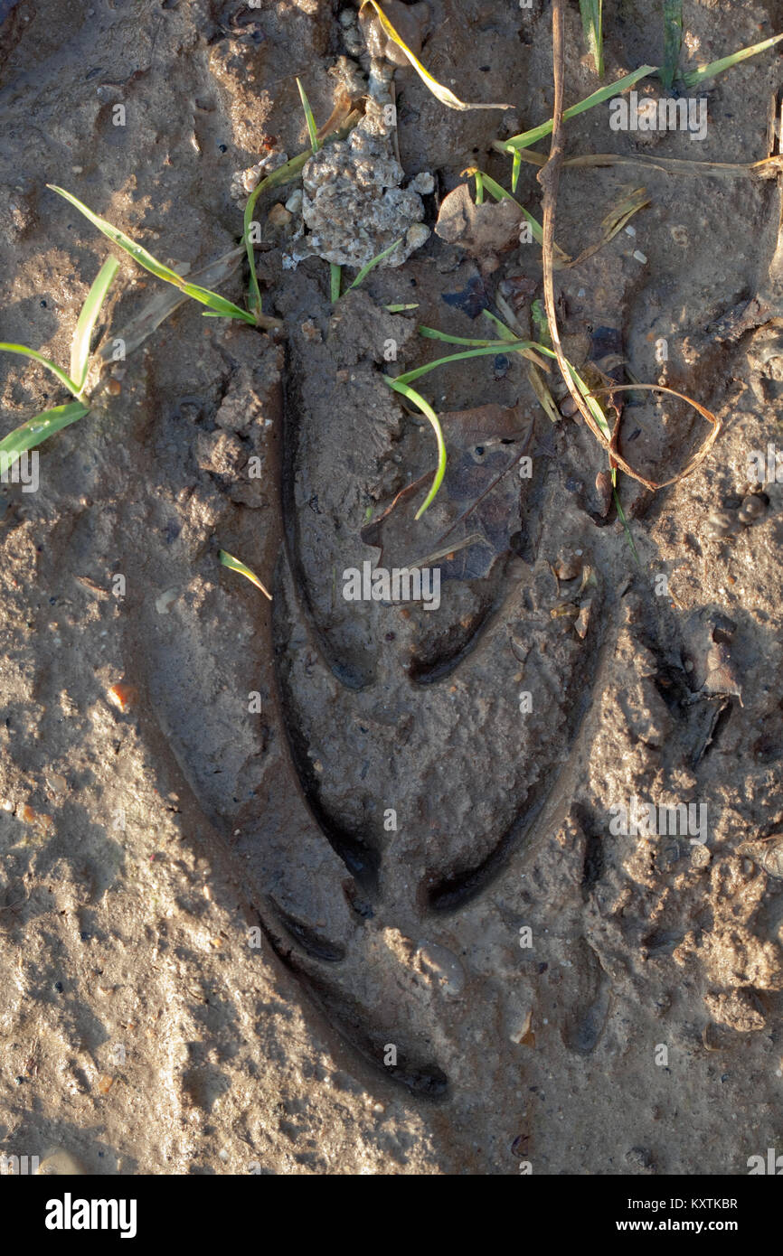 Red Deer (Cervus elaphus). Des empreintes de pas dans le sol humide haut d'un champ arable. Hind ou femme. Petits pieds avant gauche placée dans impression faite par la lef Banque D'Images