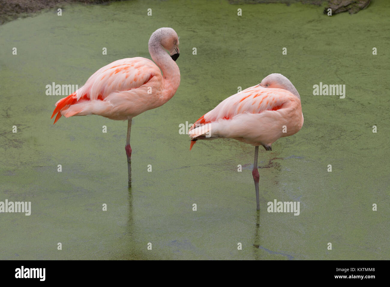 Les flamants du Chili Phoenicopterus chilensis. Deux sous-adultes, jeunes oiseaux, debout au repos, chacune sur une jambe ou pied, en eau peu profonde, cette espèce Banque D'Images