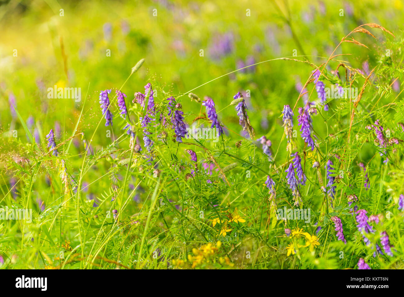 Oiseau violet - Vicia cracca Vesce Banque D'Images
