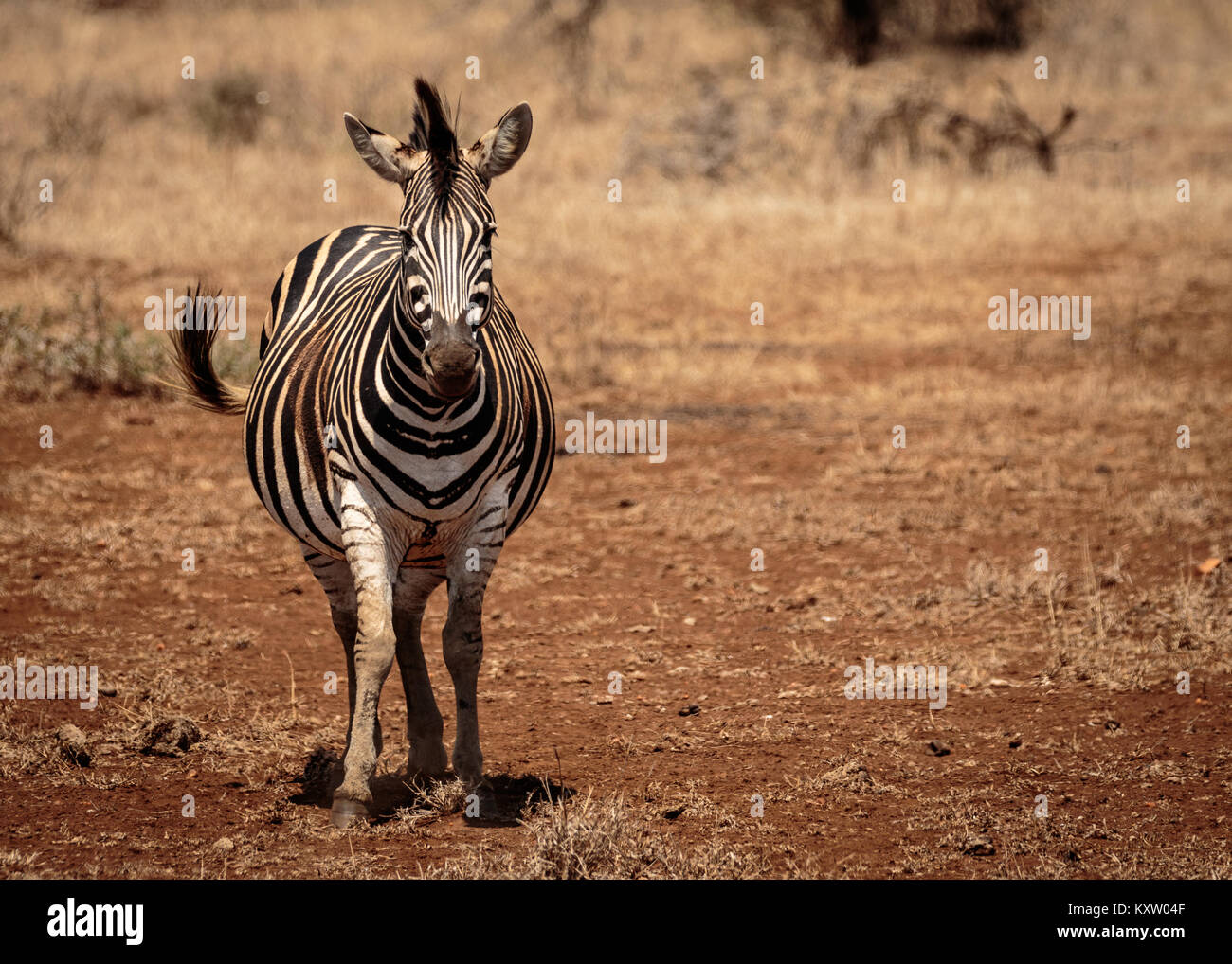 En gestation Zebra Mare Banque D'Images