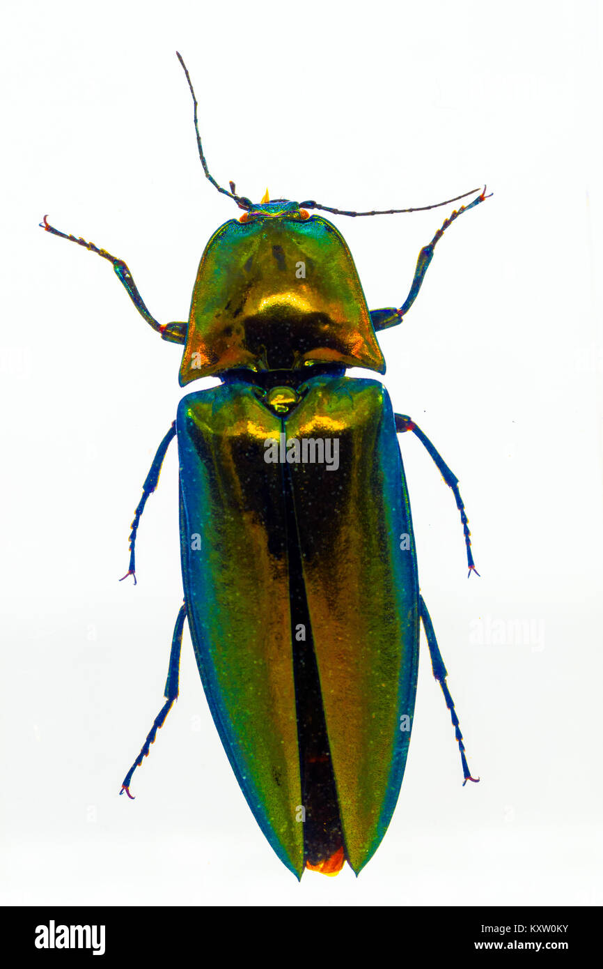 Cliquez sur Beetle en résine- Chine Banque D'Images