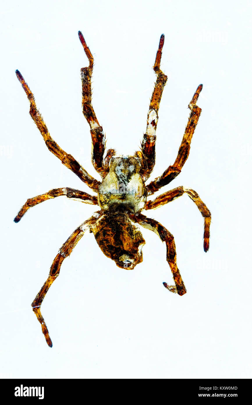 Diable Spider dans les Amériques- résine Banque D'Images