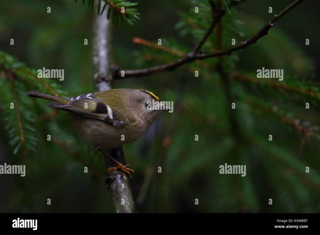 Goldcrest (Regulus regulus), Europe Banque D'Images