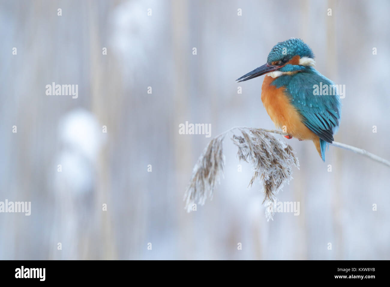 Kingfisher (Alcedo atthis hivernage), l'Europe Banque D'Images