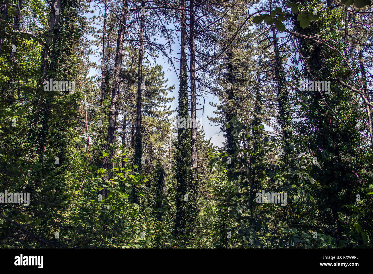 Ville de Cetinje, Monténégro - Forêt à l'été Banque D'Images