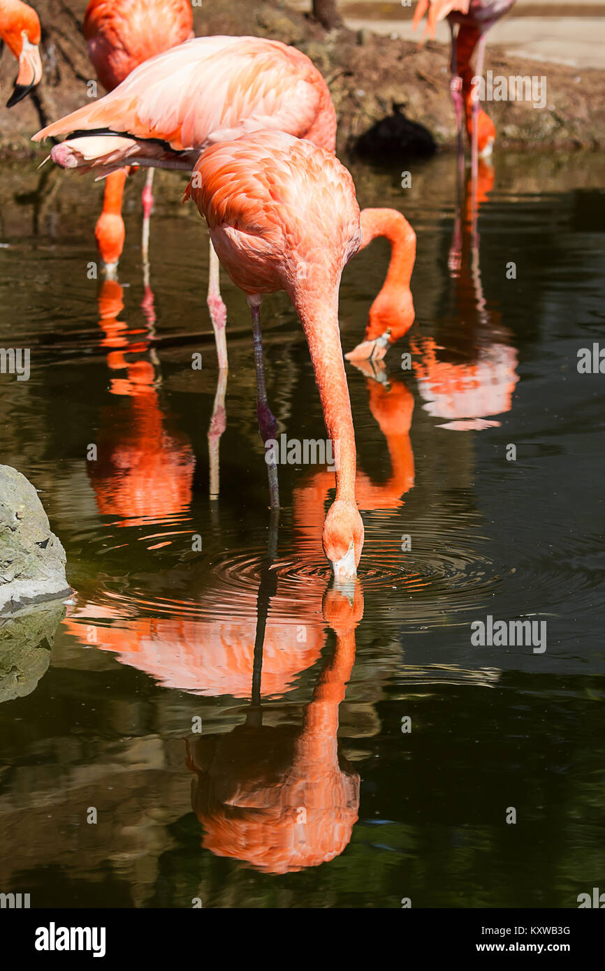 Photo d'un groupe d'alimentation avec Flamingo cubain reflet dans l'eau Banque D'Images