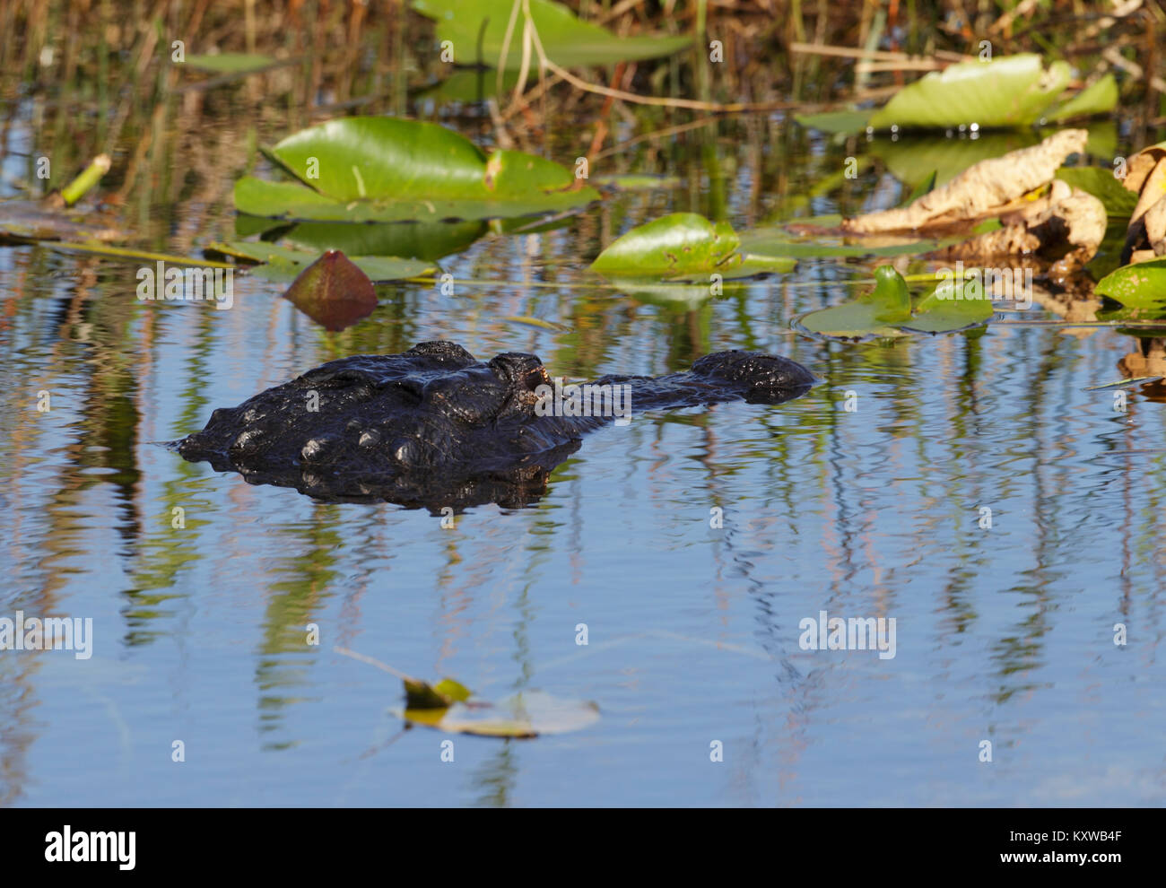 Un Alligator dans les eaux du parc national des Everglades Banque D'Images
