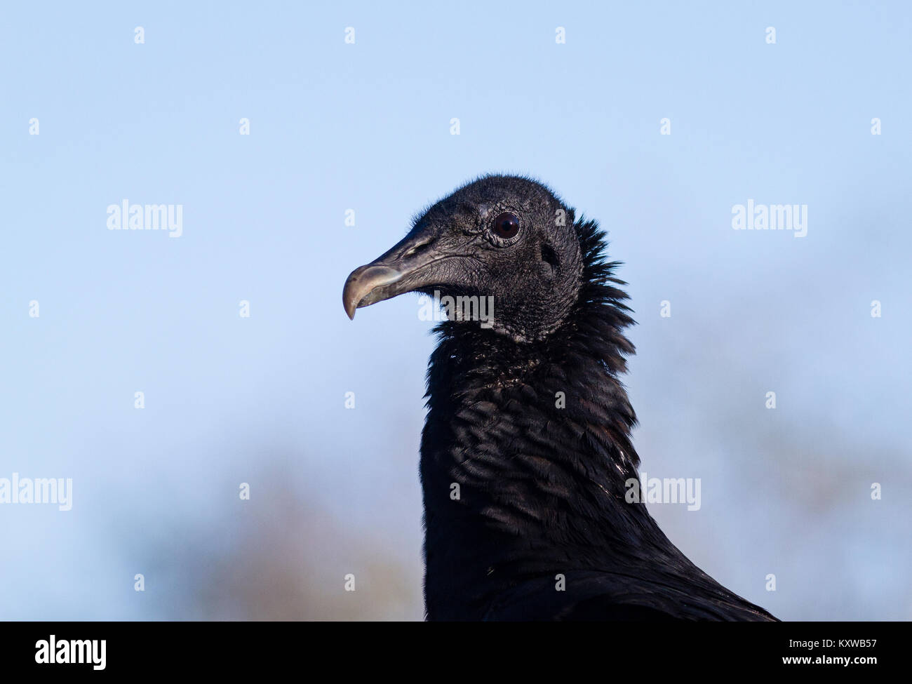 Un vautour noir head shot, dans le parc national des Everglades, Florida, USA Banque D'Images