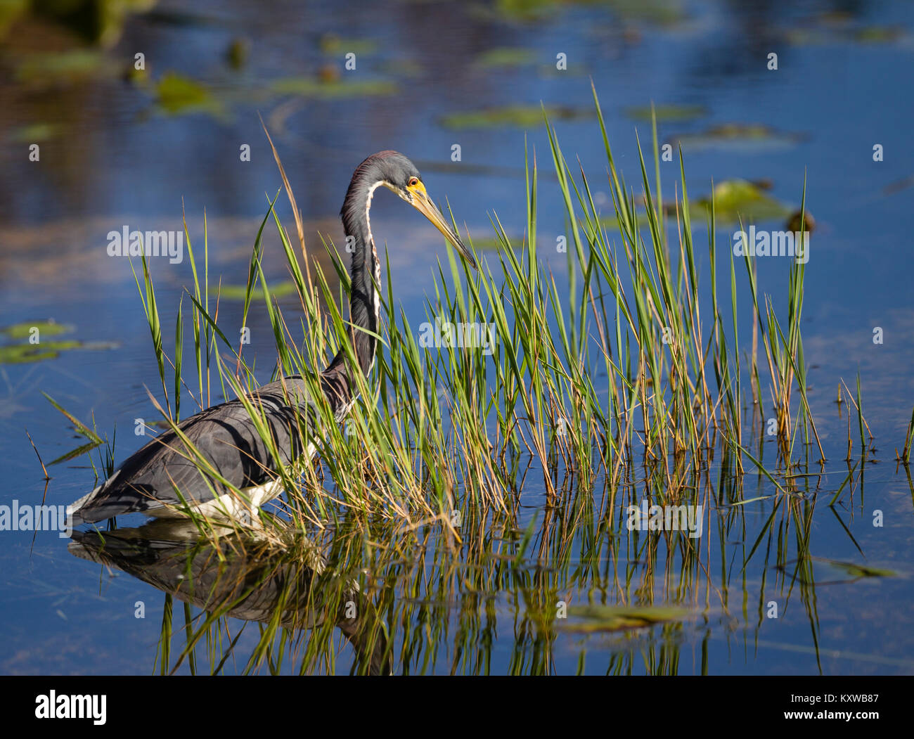 Une Aigrette tricolore à la recherche de nourriture dans les eaux peu profondes du parc national des Everglades, en Floride Banque D'Images