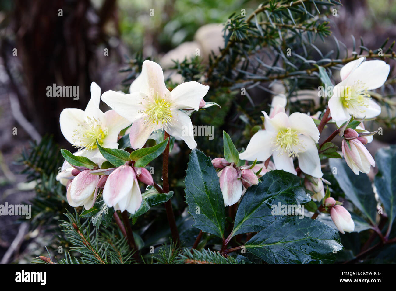 L'hellébore blanc au printemps en fleurs Banque D'Images