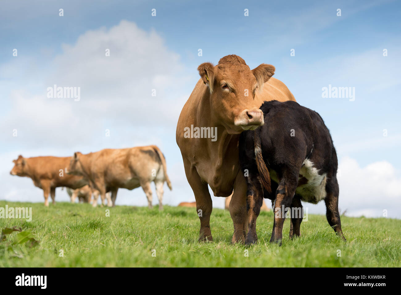 Vache limousine et son veau boire du lait de ses mamelles. , Cumbria (Royaume-Uni). Banque D'Images