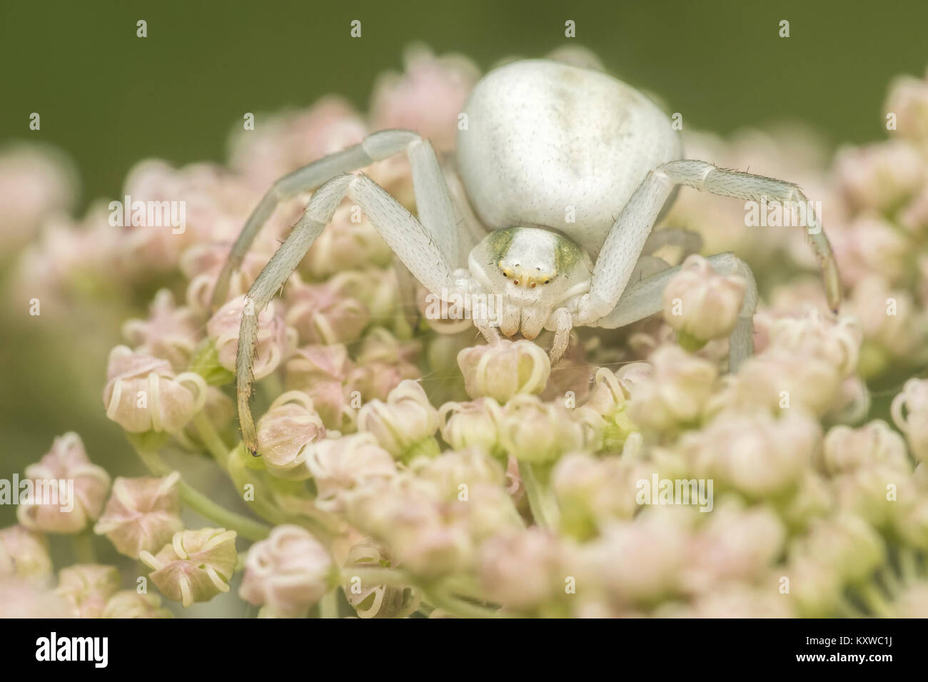 Araignée crabe (Misumena vatia) qui se tient en embuscade sur un umbellifer fleur. Cahir, Tipperary, Irlande. Banque D'Images