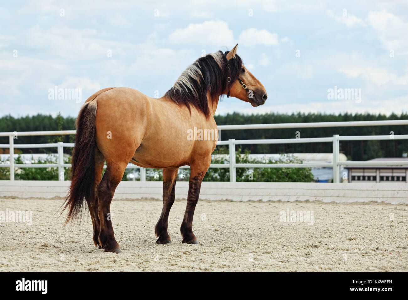 Jeune Cavalier Au Dos D'un Cheval Paso Fino équitation Dans Une Petite Riviere 57680501