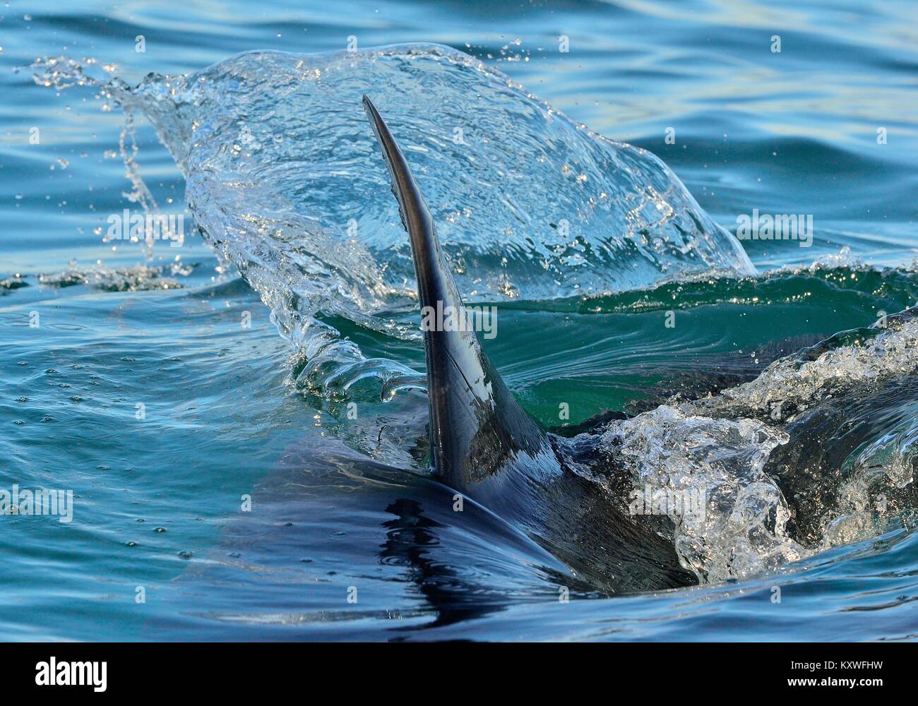L'aileron de requin au-dessus de l'eau. Libre Fin d'un grand requin blanc (Carcharodon carcharias), nager à la surface, False Bay, Afrique du Sud, Océan Atlantique Banque D'Images