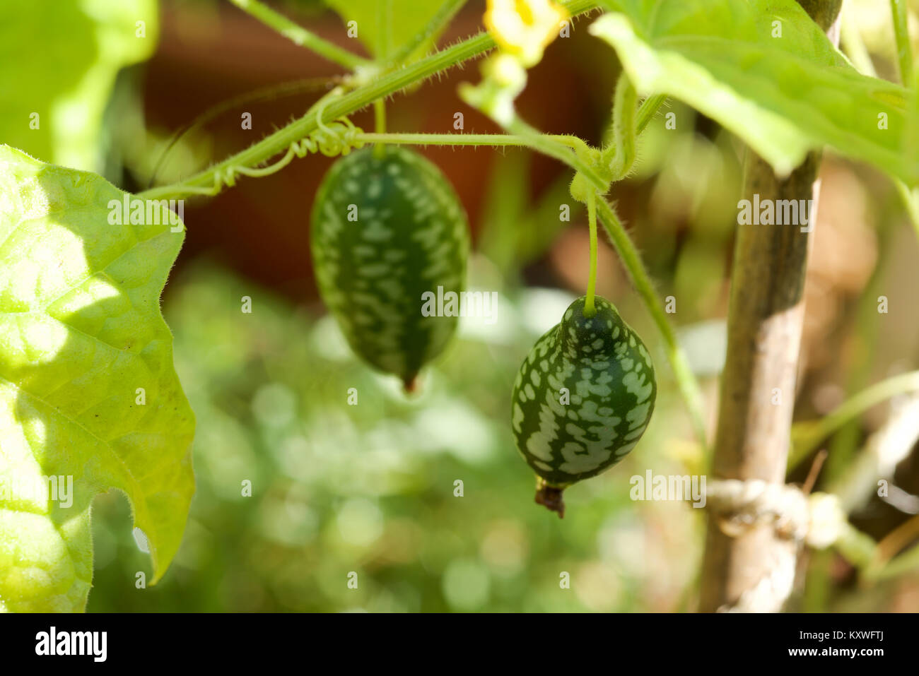 Cucamelon fruits, également connu sous le nom de cornichons aigre mexicain Mexicain, concombres, ou Melothria scabra qui poussent sur la vigne en plein soleil Banque D'Images