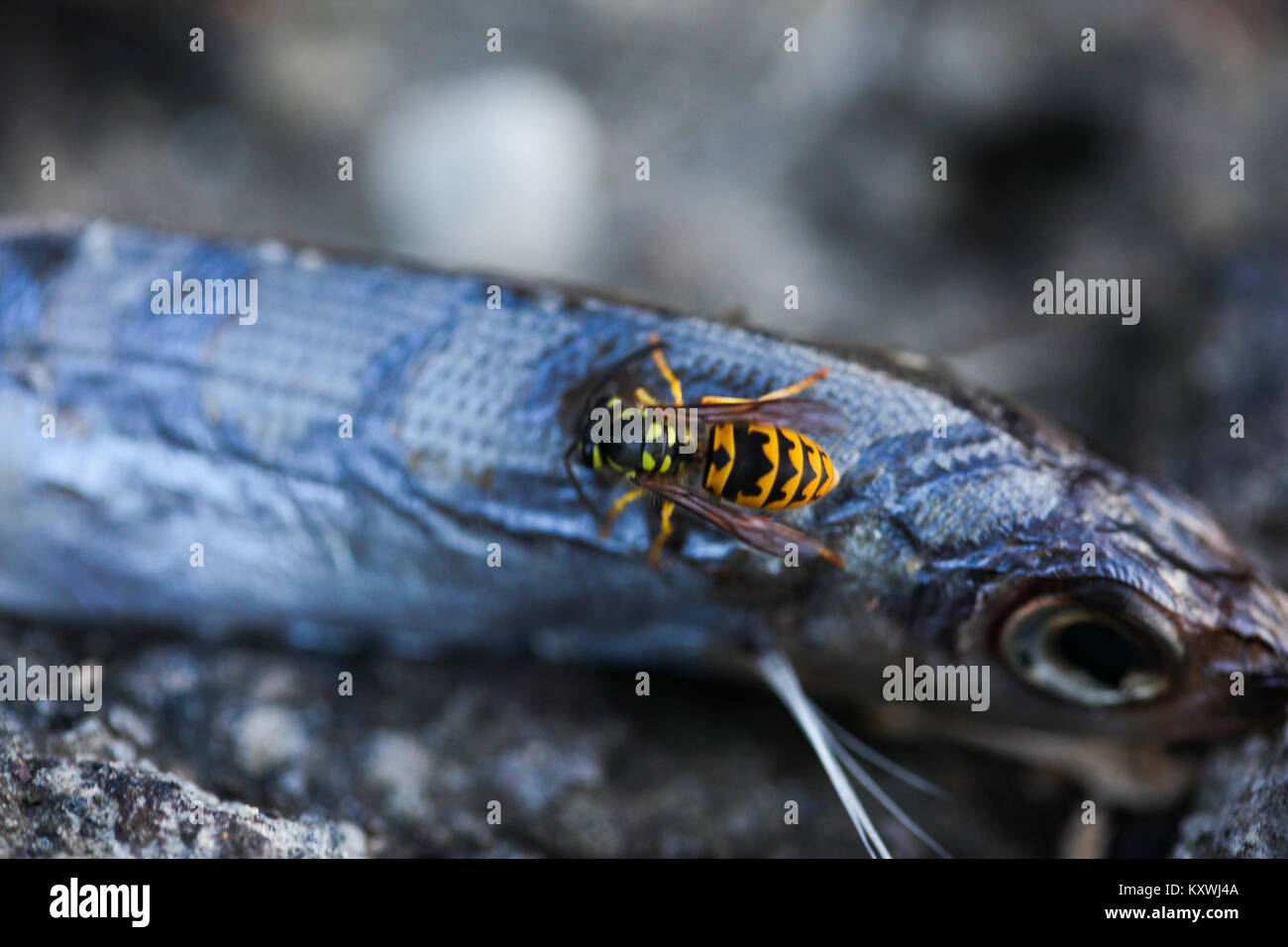 Wasp de manger un poisson mort Banque D'Images