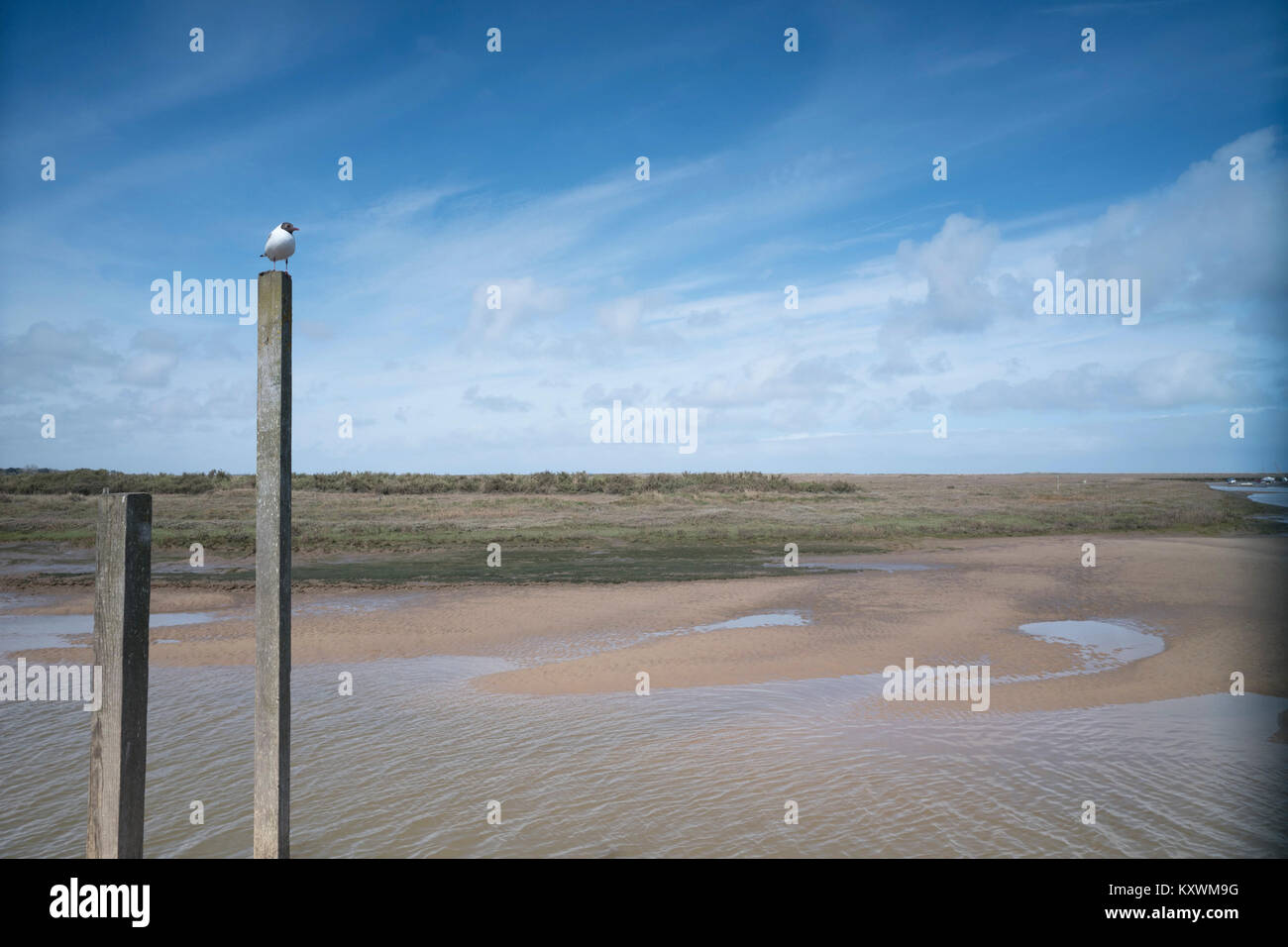 Mouette sur le post Banque D'Images
