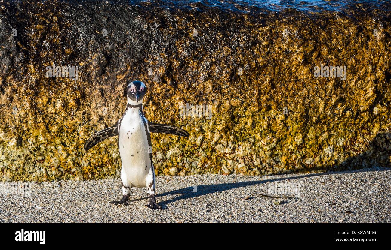 Manchot du sauter de roche dans le coucher du soleil la lumière. ( Manchot Spheniscus demersus) également connu sous le nom de pingouin et jackass penguin à pieds noirs. Banque D'Images