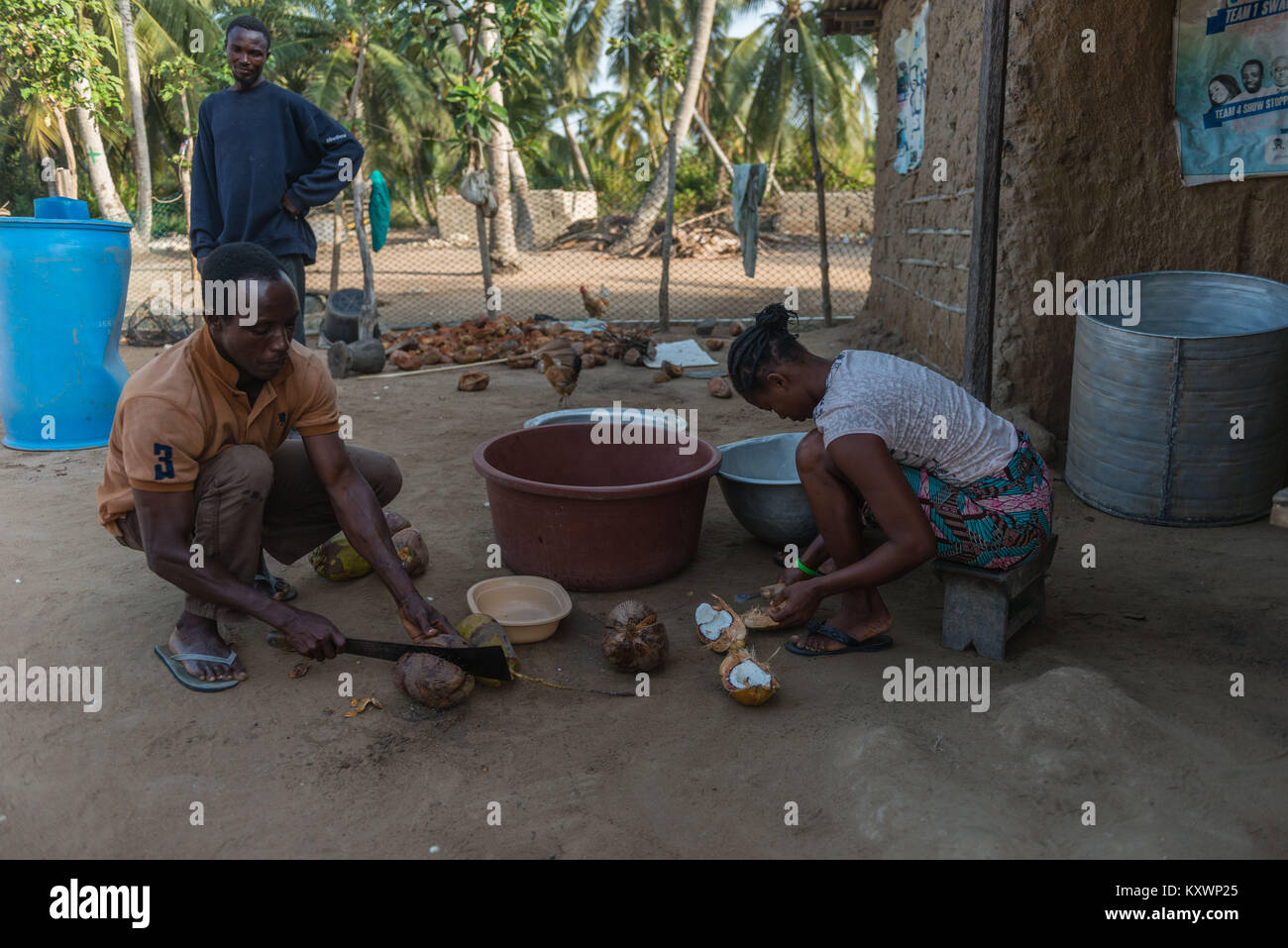 La coupe en deux moitiés de noix de coco, et de couper la viande hors de la coquille. Production de l'huile de noix de coco,Aziza Island dans le fleuve Volta, Ada Foah, grande Banque D'Images